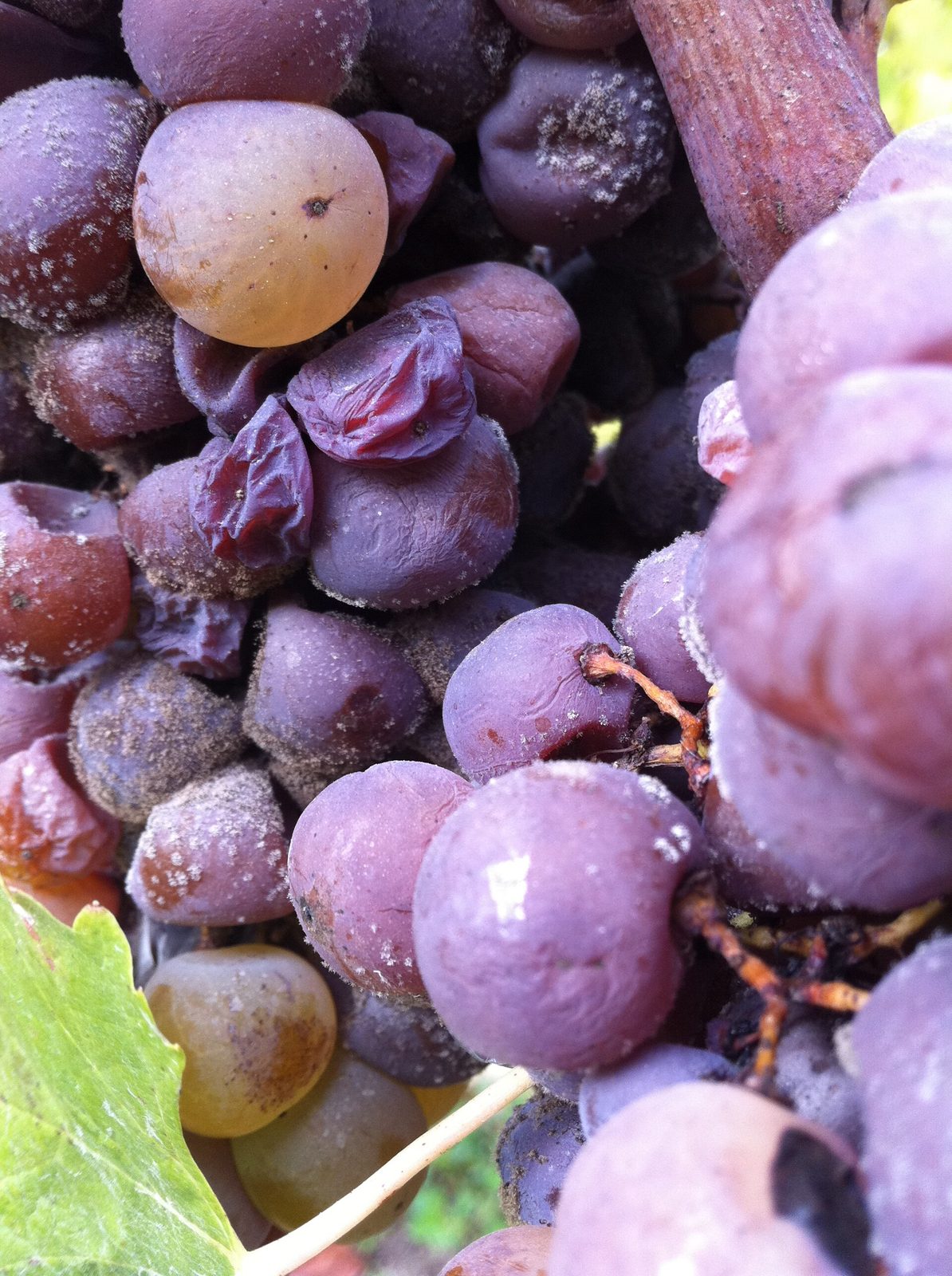 Raisins en saison des vendanges à Sauternes, Gironde
